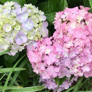 Meet your Posher, Corin